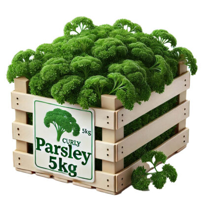 Petersilie kraus 5 kg Kiste
