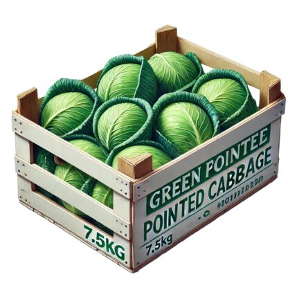Spitzkohl grün 10 kg Kiste
